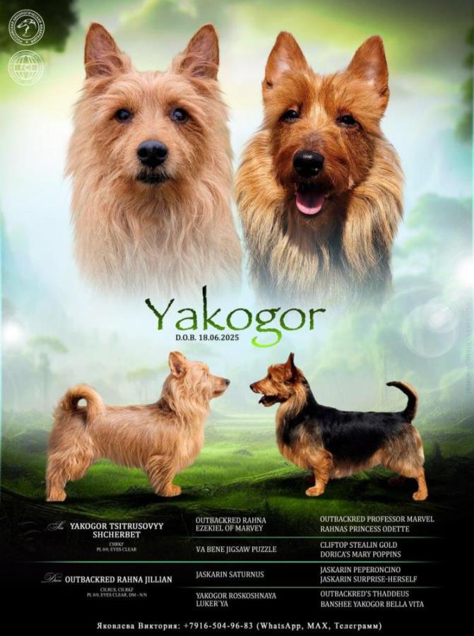 �e��� ����p����c���o �ep�epa. ���o���� �K��OP